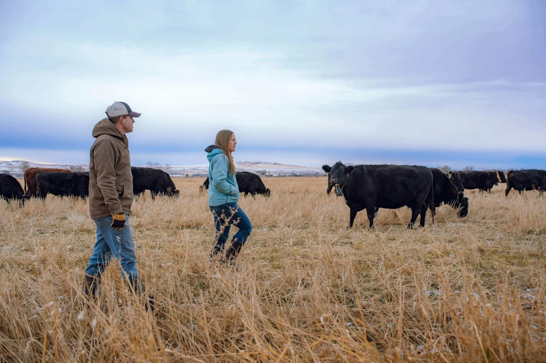 Maximizing profit through innovative grazing - image-1.jpg