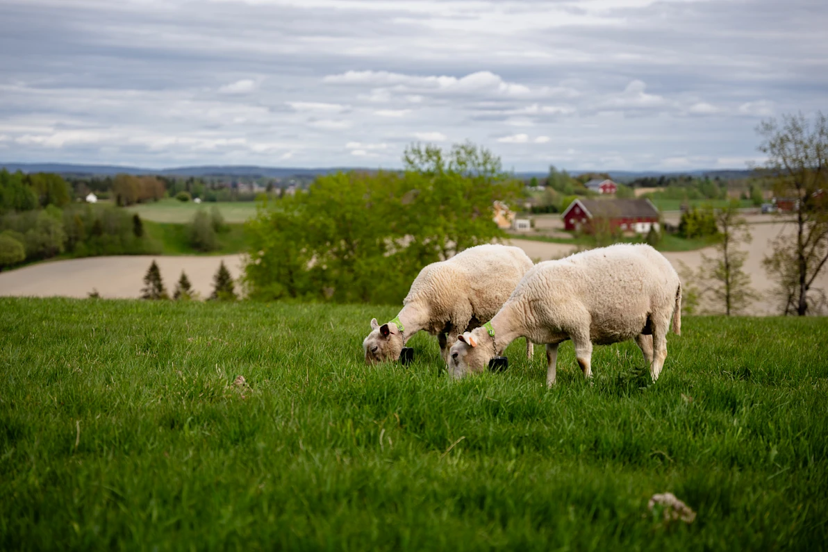 CTA SG page - sheep