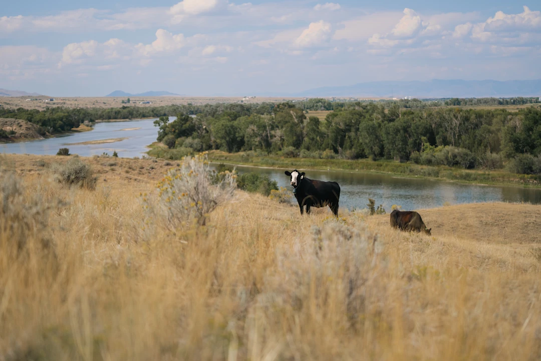 Contract grazing image