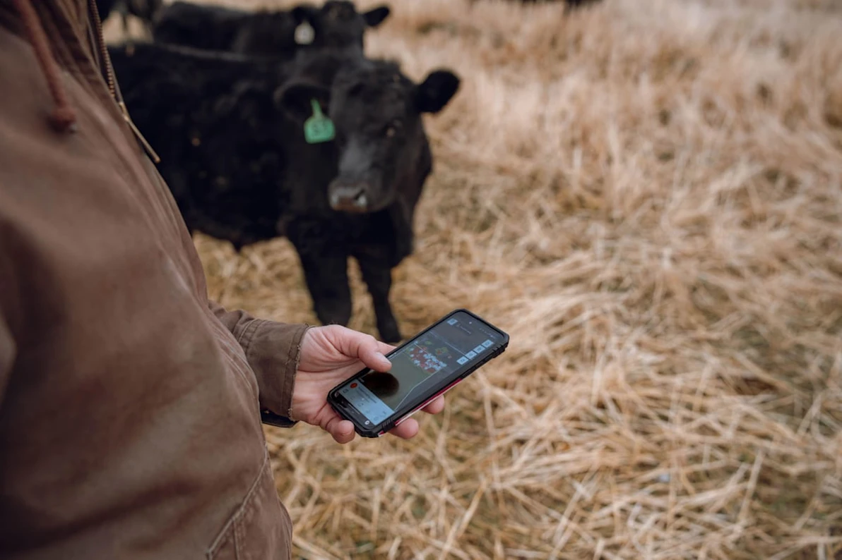 Maximizing profit through innovative grazing - image-5.jpg
