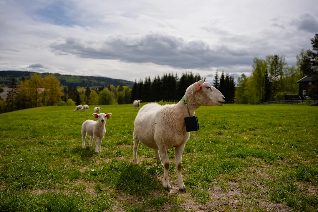NO sheep HERO 