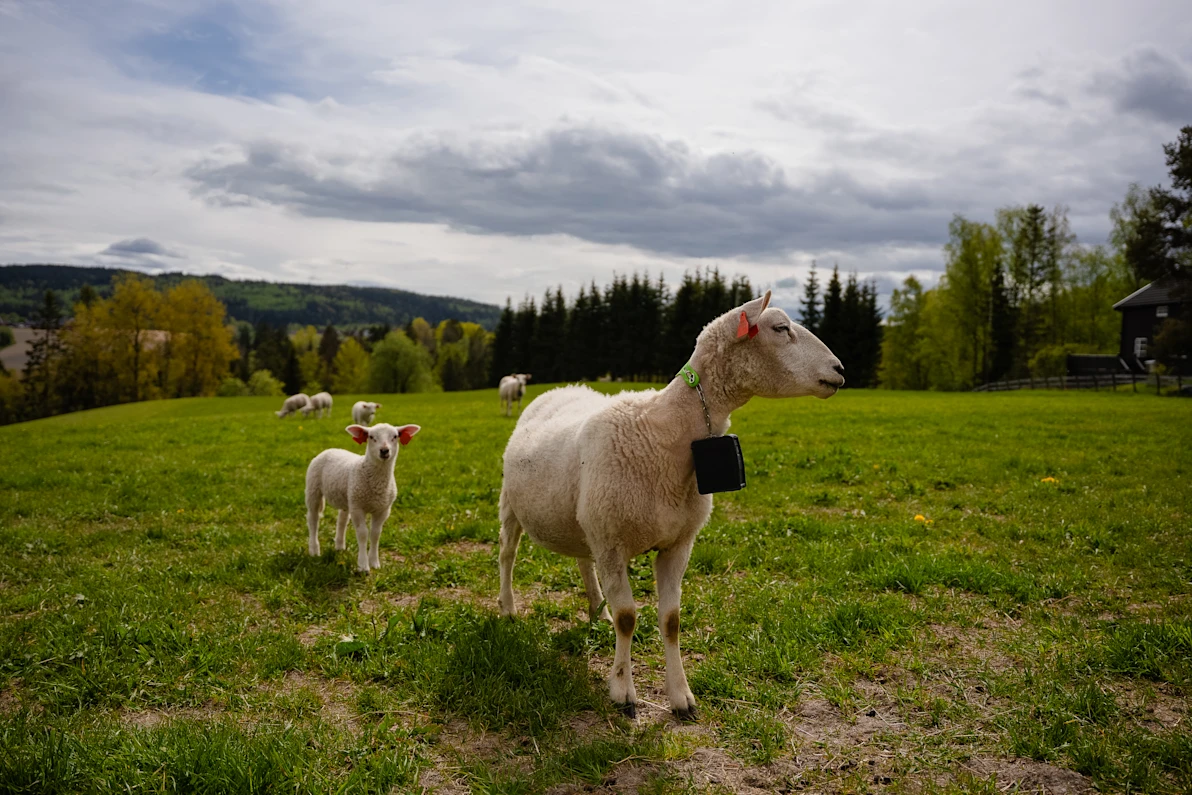 NO sheep HERO 