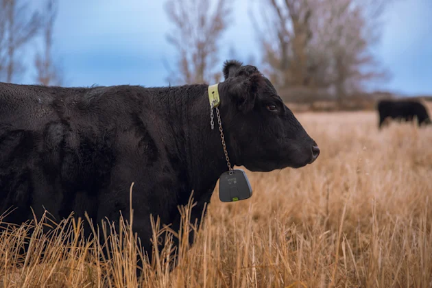 Virtual Collars Virtual fencing for cattle with GPS collars | Nofence