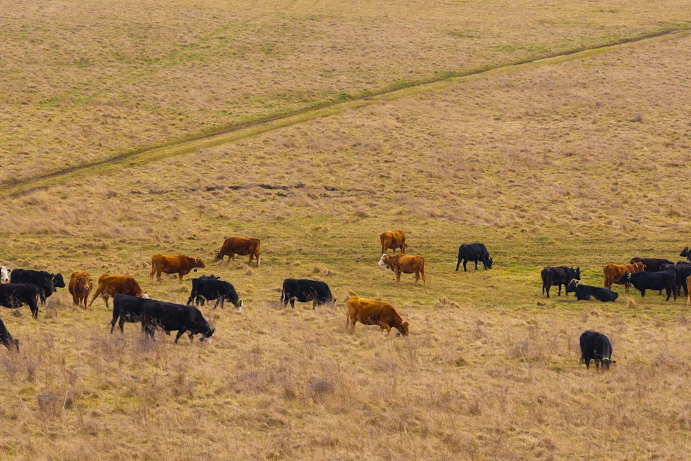 Image result for Strip, rotational, extensive and contract grazing | Nofence