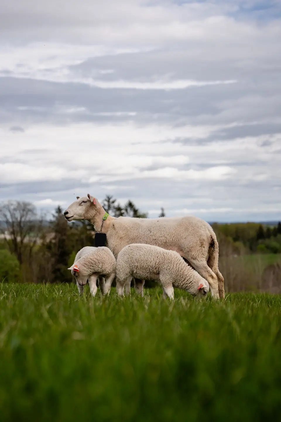 Sheep_Lambs_1