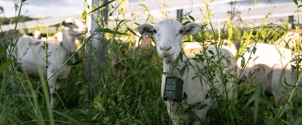 Under the Solar Panels, Pasture Management Finds New Ground - image-3.png