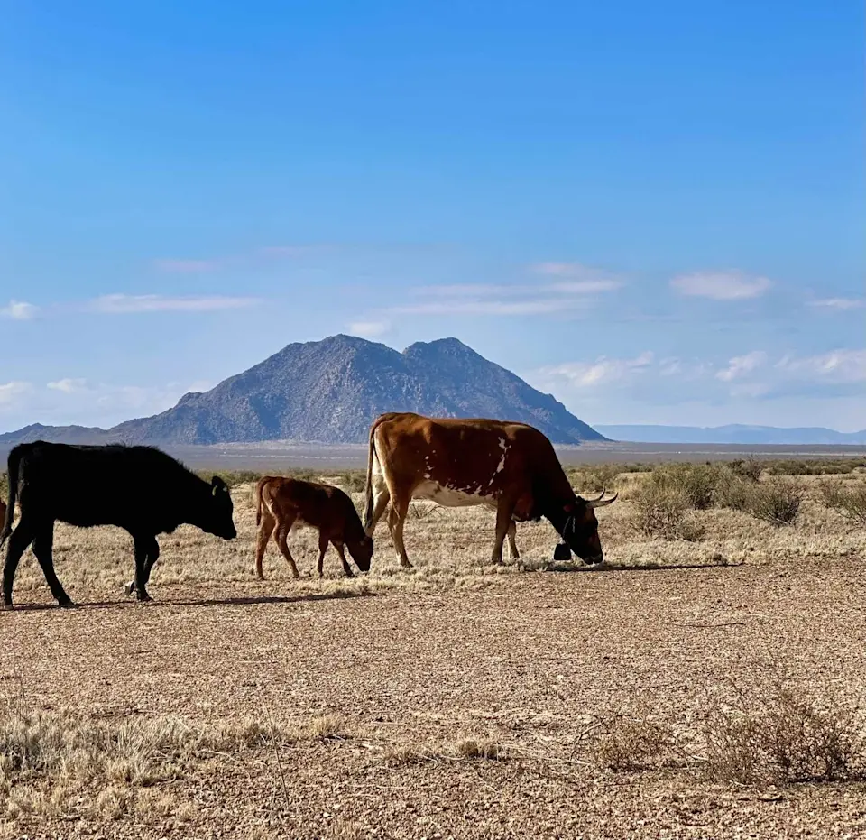 Sustainable grazing practices on arid rangelands - image-2.jpg