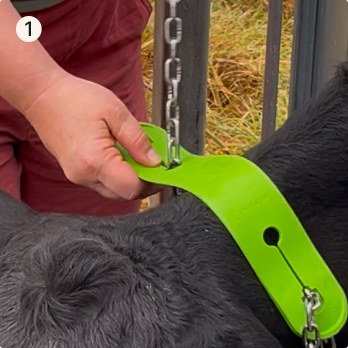 How to fit cattle collars with chain and strap | Nofence