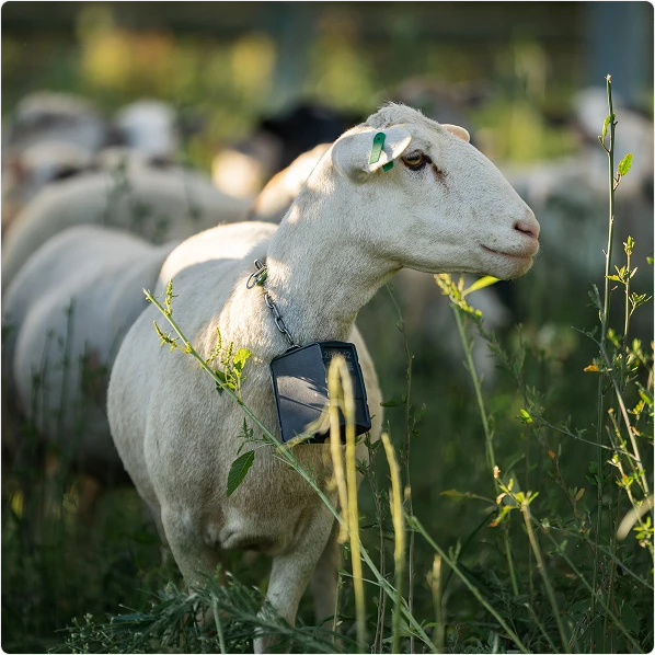 Nofence for sheep & goat