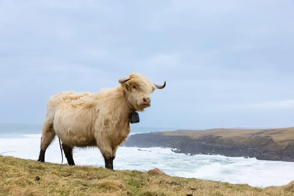 Donald Macsween calf