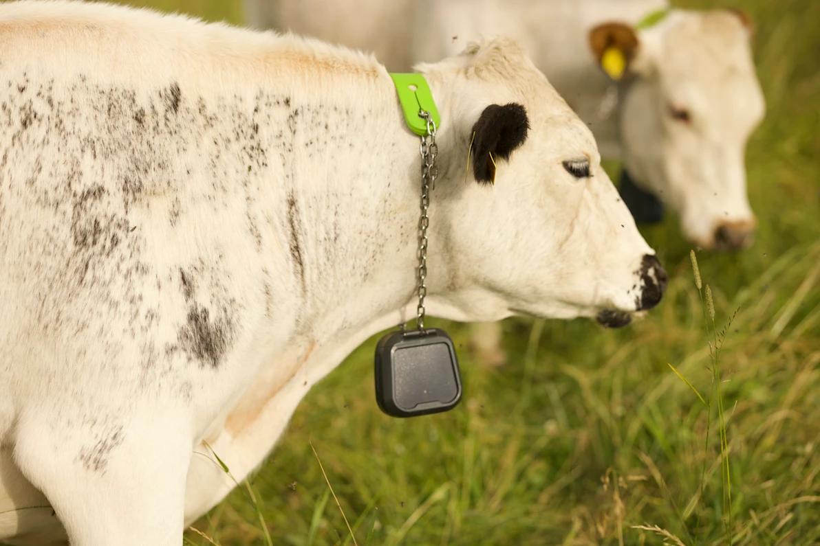 Cattle N3 collar Norway