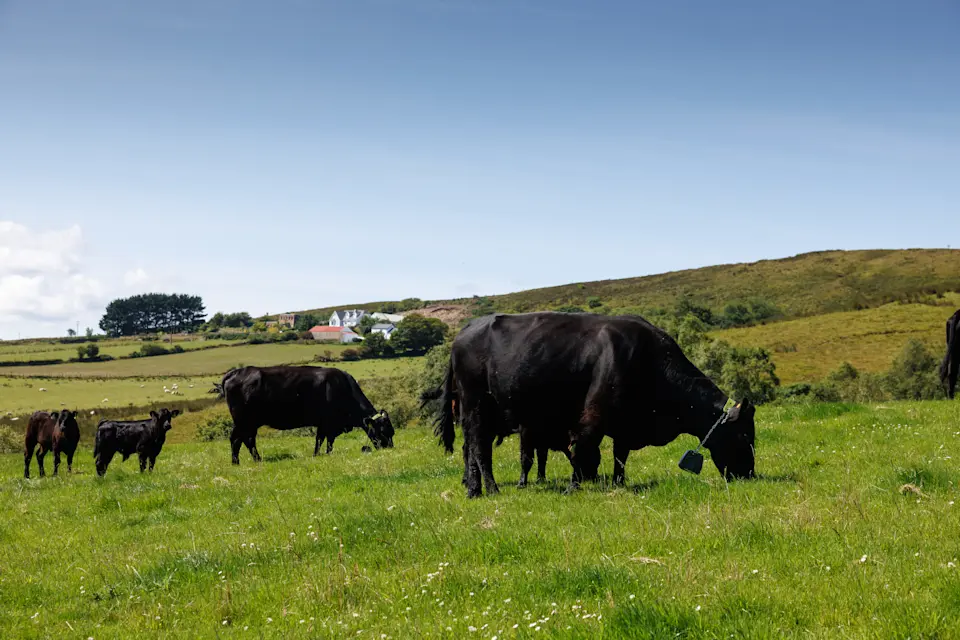 james breslin cattle