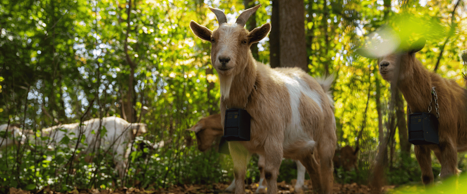 From Golf Courses to Nature Trails, Goats Are Reclaiming the Land - image-3.png