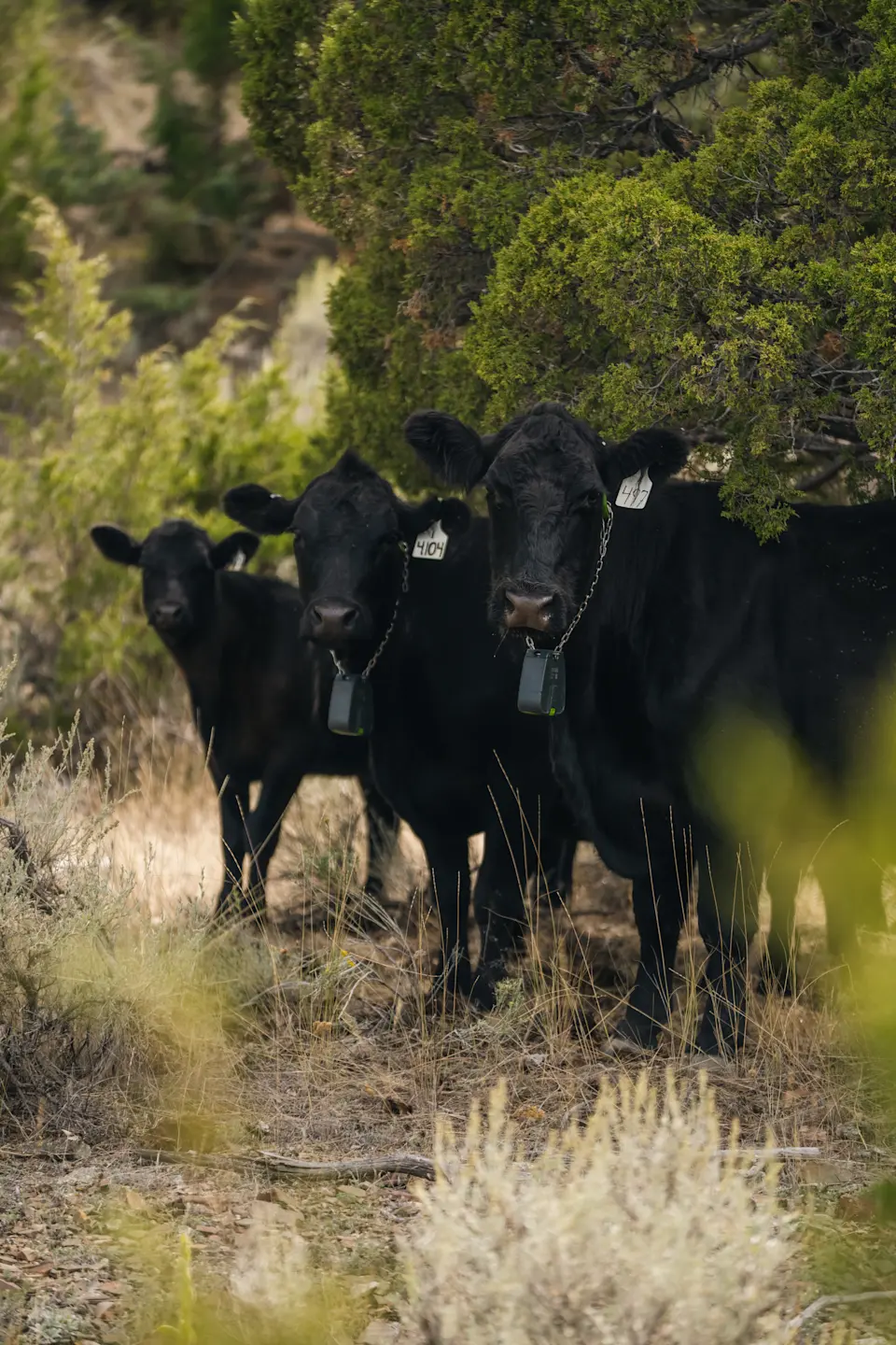 Revitalizing marginal land for sustainable farming - image-1.jpg