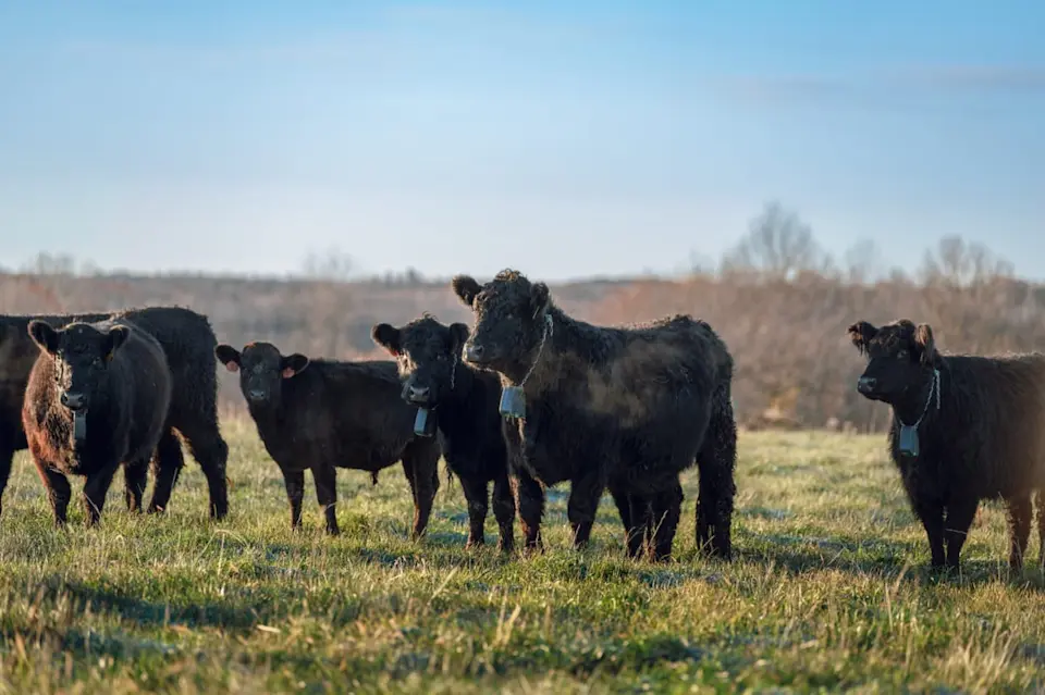 Revitalizing marginal land for sustainable farming - image-1.jpg