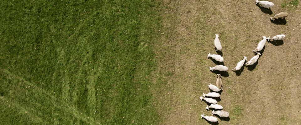 Under the Solar Panels, Pasture Management Finds New Ground - image-2.png