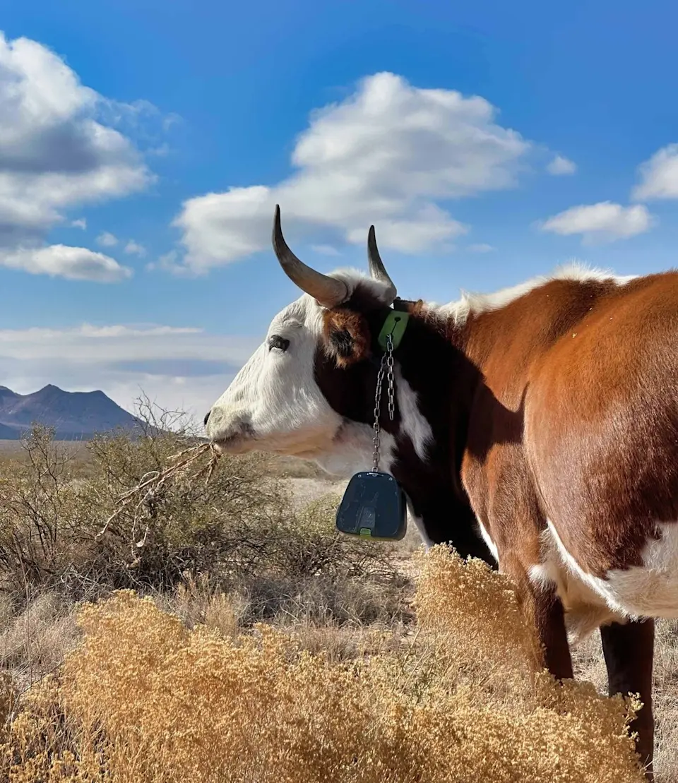 Sustainable grazing practices on arid rangelands - image-1.jpg