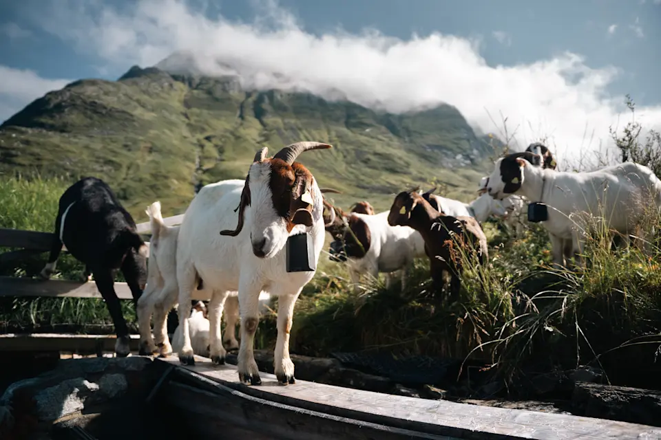 NO user story Rasmusgarden goats