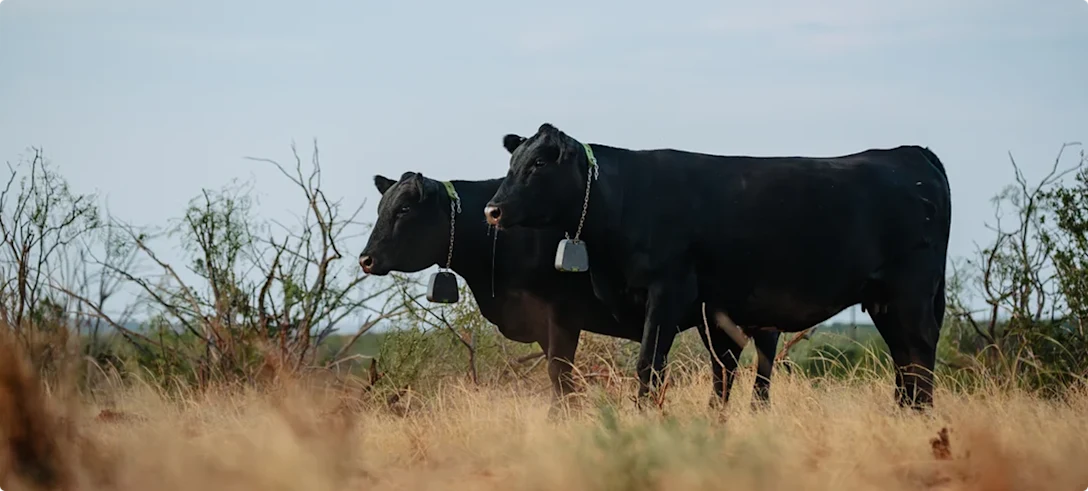 benefits of paddock grazing at rose briggs blog Images... Rotational grazing with flexible virtual paddocks | Nofence