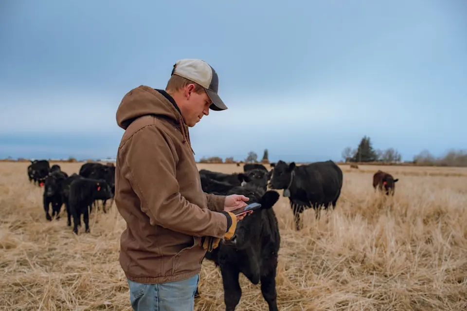 Maximizing profit through innovative grazing - image-4.jpg