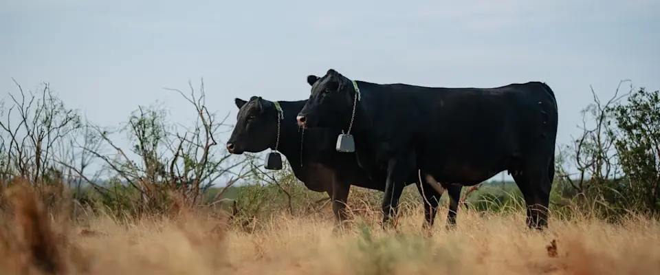 Breathing life into rugged Texas terrain - image-3.png (de-linked)