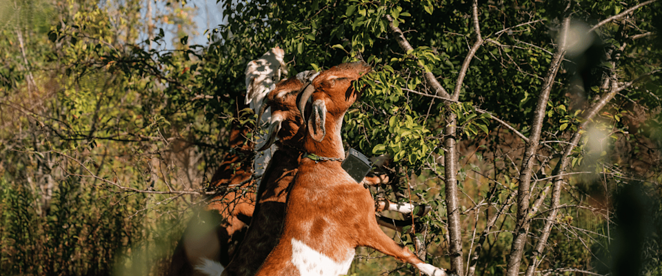 From Golf Courses to Nature Trails, Goats Are Reclaiming the Land - image-1.png