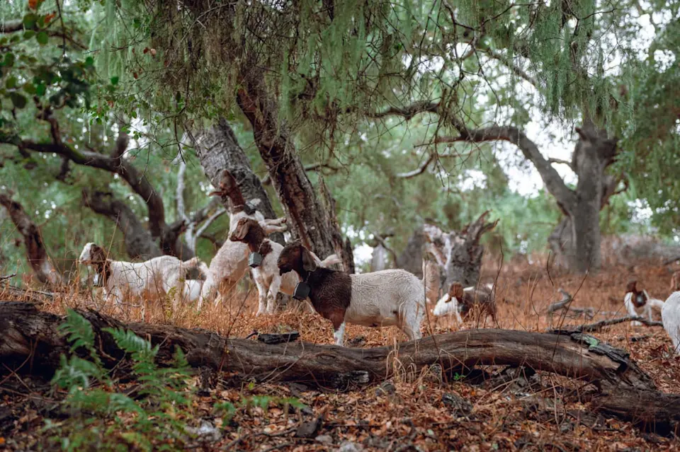 Turning environmental changes into opportunities - image-1