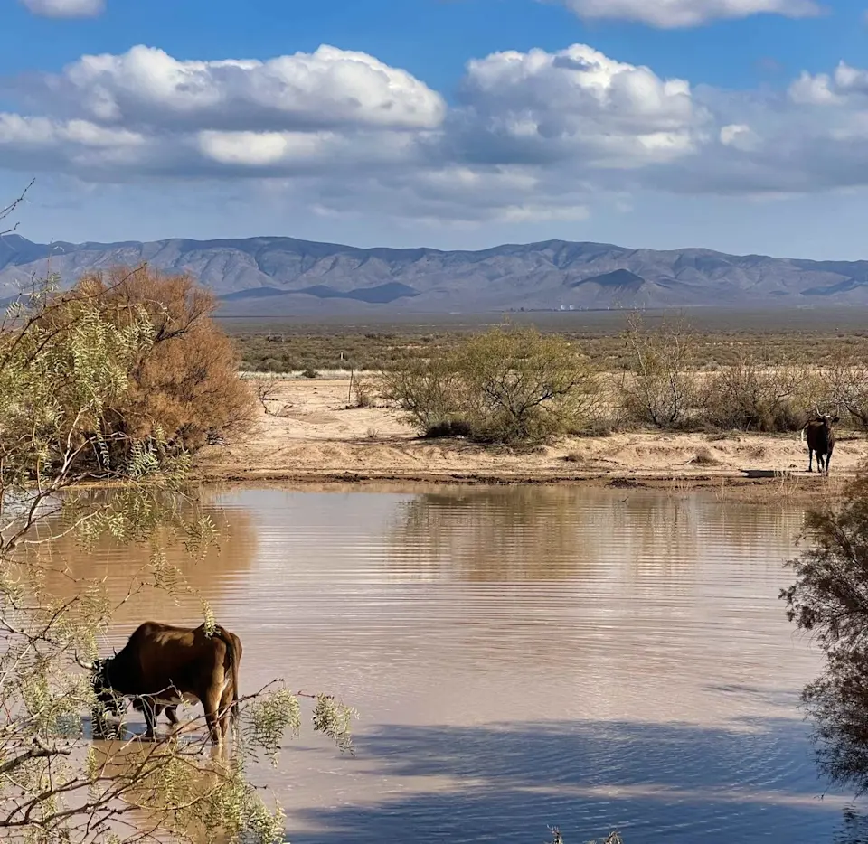 Sustainable grazing practices on arid rangelands - image-3.jpg