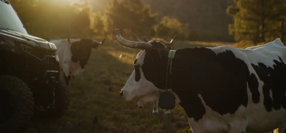 Pepe Rios cattle N3