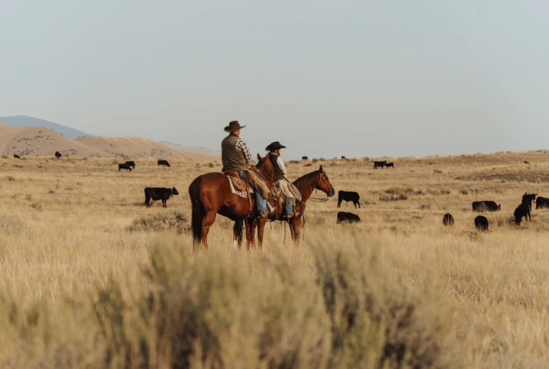 Montane Rinder Montana rancher manages 600 cattle across mountain terrain | Nofence