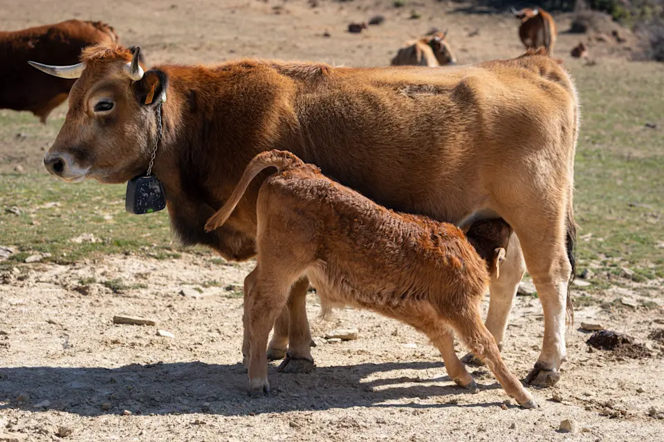 ES user story: Pedro 2