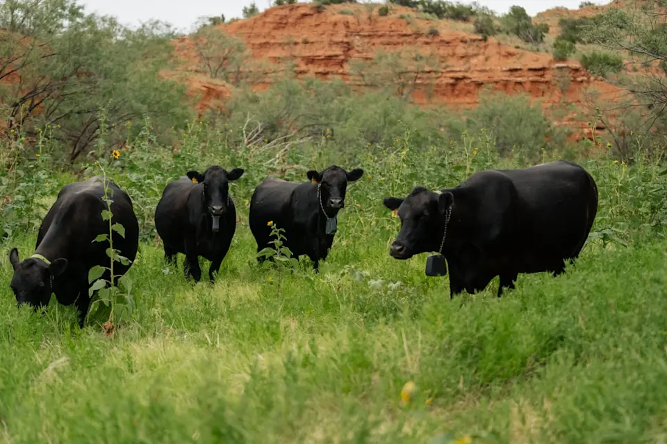 Breathing life into rugged Texas terrain - image-1.jpg (de-linked)