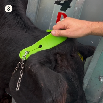 Cattle collar fitting Step 3