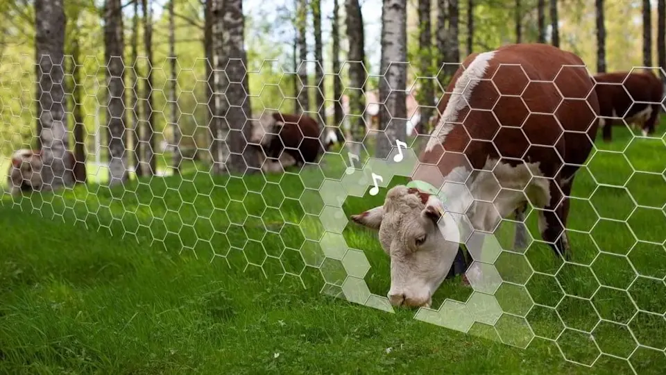 Cow crossing virtual fence