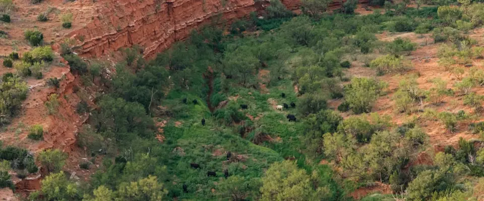 Breathing life into rugged Texas terrain - image-2.png