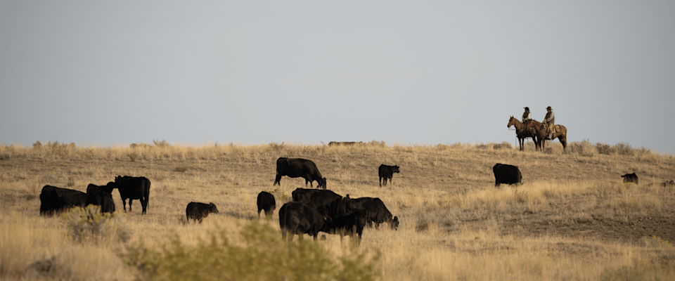Tradition Meets Technology in Mountain Country - image-3.png
