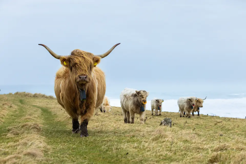 NofenceUK2025-DONALD-6126-EDITED