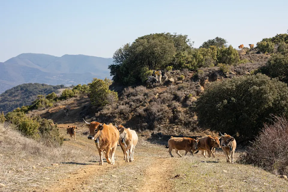 ES user story: Pedro 1