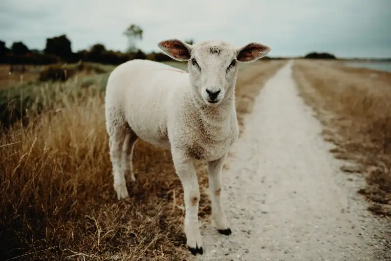 A sheep on a road.
