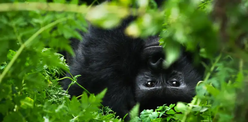 mountain gorilla