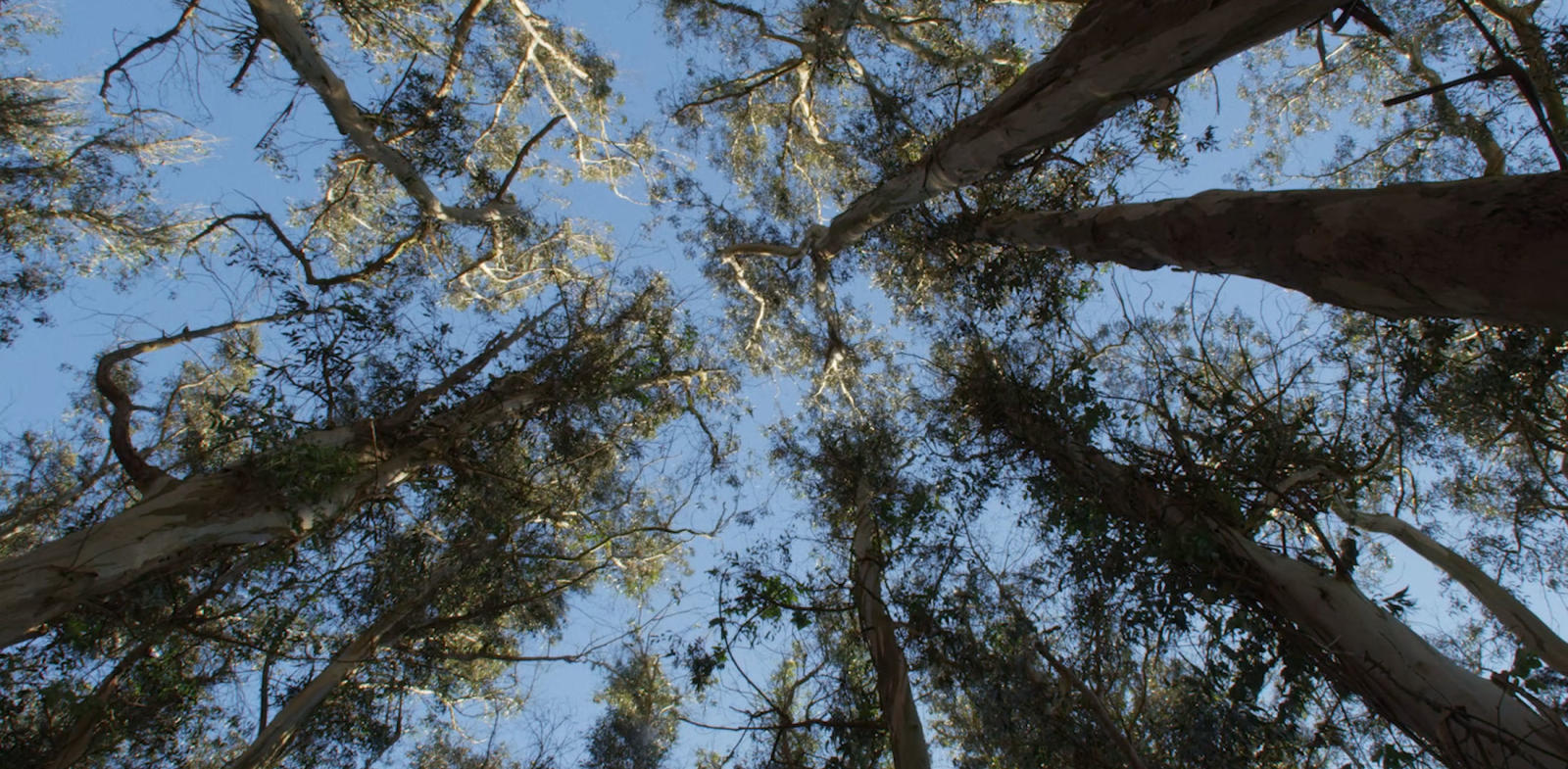 view of forest looking up towards sky