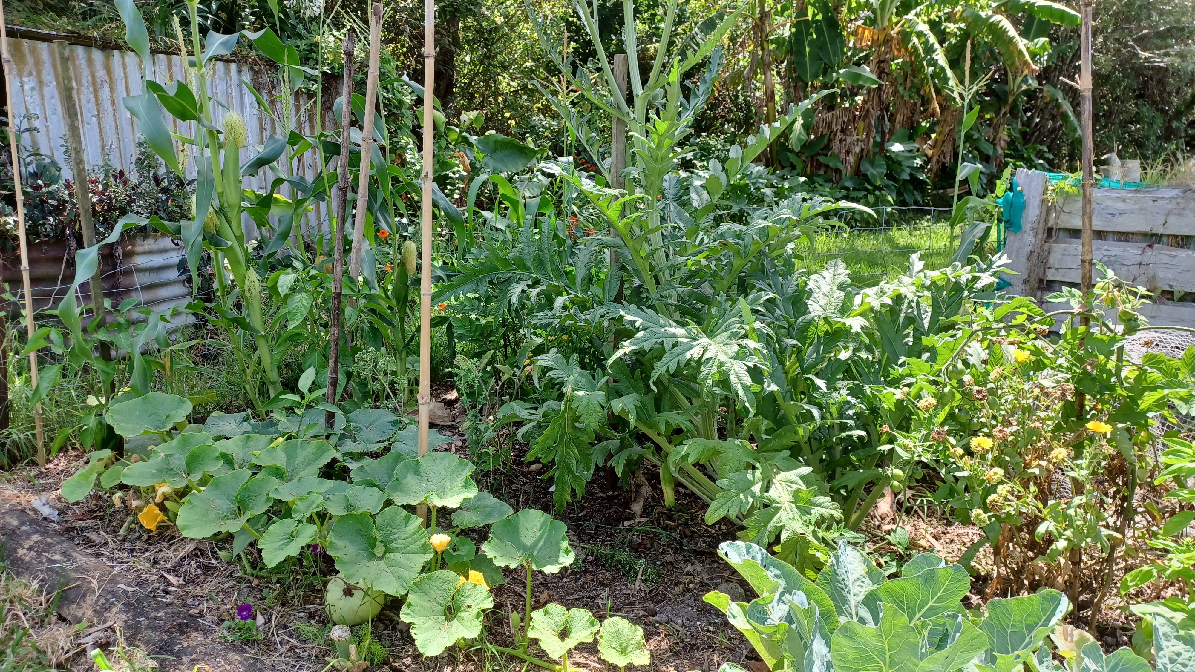 Community Garden 1