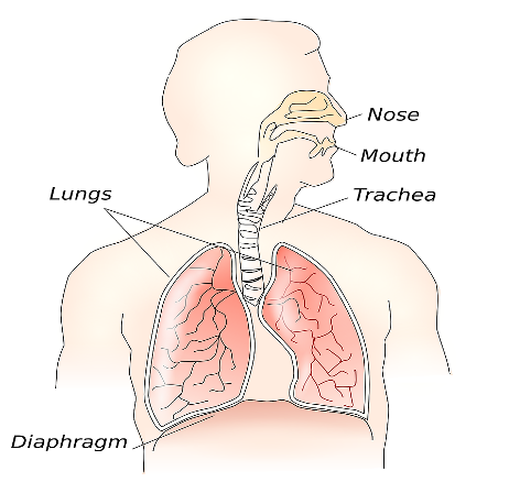 The benefits of Nose Breathing 24/7