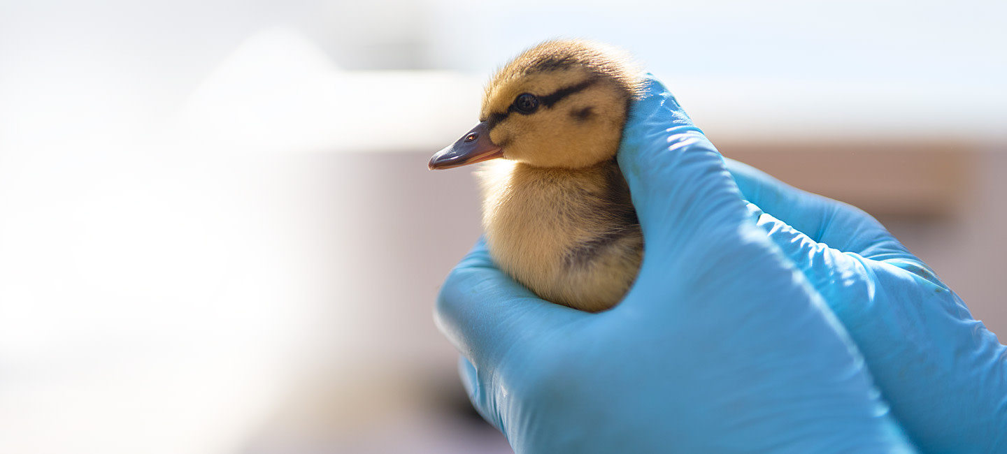 Manos con guantes azules sosteniendo un patito.