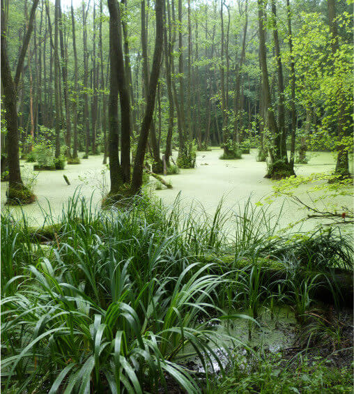 Ein sumpfiger Wald der mit Hilfe von WWF und Ariel nachhaltig geschützt wird.