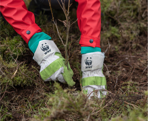 Hände mit Handschuhen eines WWF Mitarbeiters der einen Baum pflanzt.