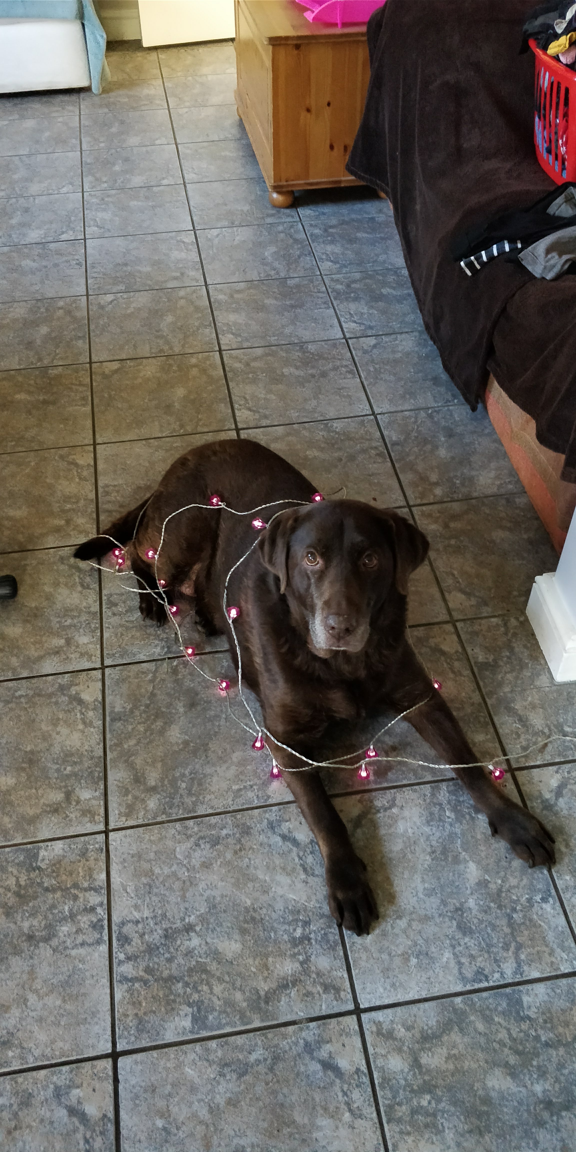 festive dog