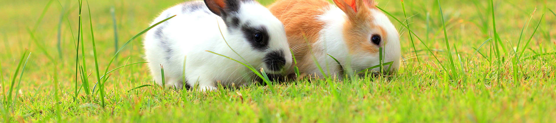 Is Herbal Essences cruelty free? Herbal Essences