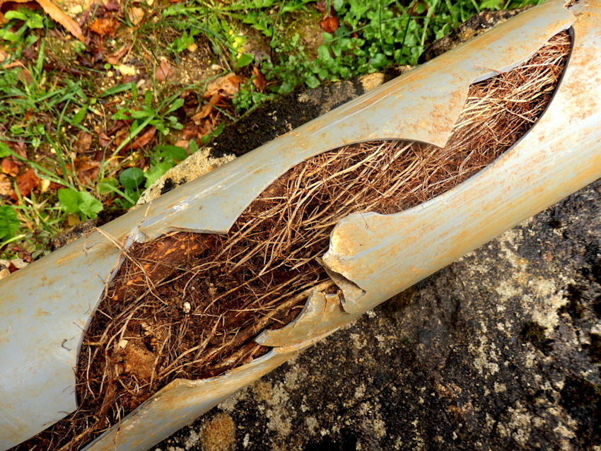 Root Cutting in Drains