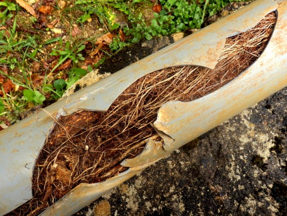 What Are Pitch Fibre Drains 